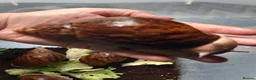 Snails invertebrates for sale: Giant African Tiger Land Snails (Achatina achatina - Advert 6