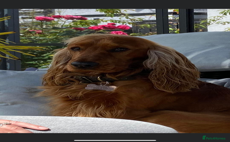 Cocker Spaniel dogs Beautiful show cocker - Advert 7