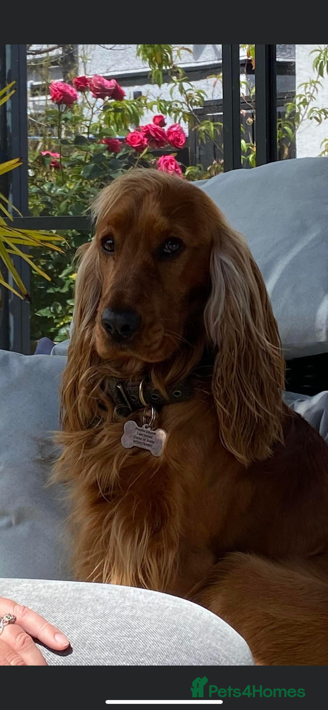 Cocker Spaniel dogs for sale: Beautiful show cocker - Advert 1