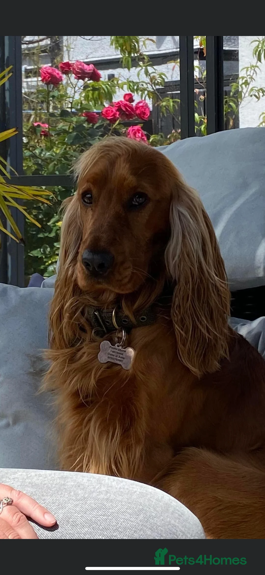 Cocker Spaniel dogs for sale: Please read Beautiful show cocker - Advert 1