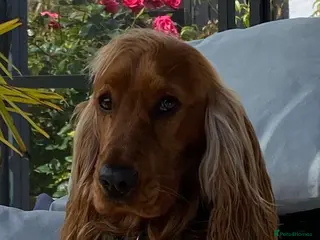 Cocker Spaniel dogs Please read Beautiful show cocker - Advert 12