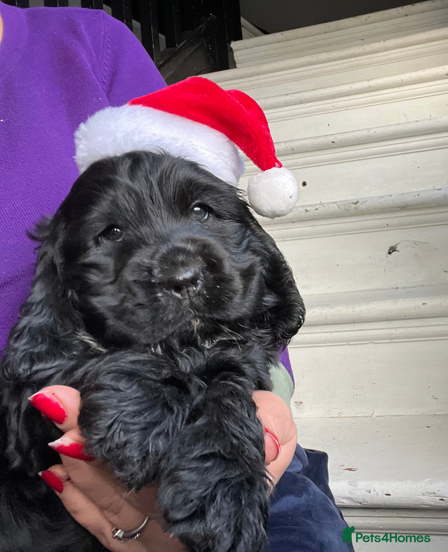 Cocker Spaniel dogs Gorgeous KC show cocker babies from Jourdelay’s - Advert 3