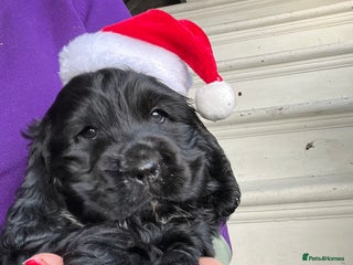 Cocker Spaniel dogs Gorgeous KC show cocker babies from Jourdelay’s - Advert 14
