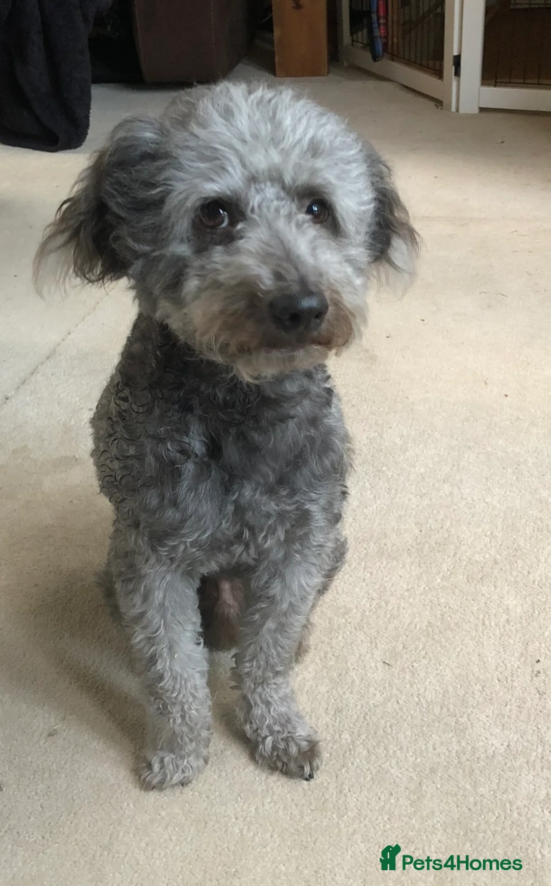 Jackapoo dogs for sale: F1b Miniature Poodle × Jackapoo (¾ Poodle) Puppies - Advert 14