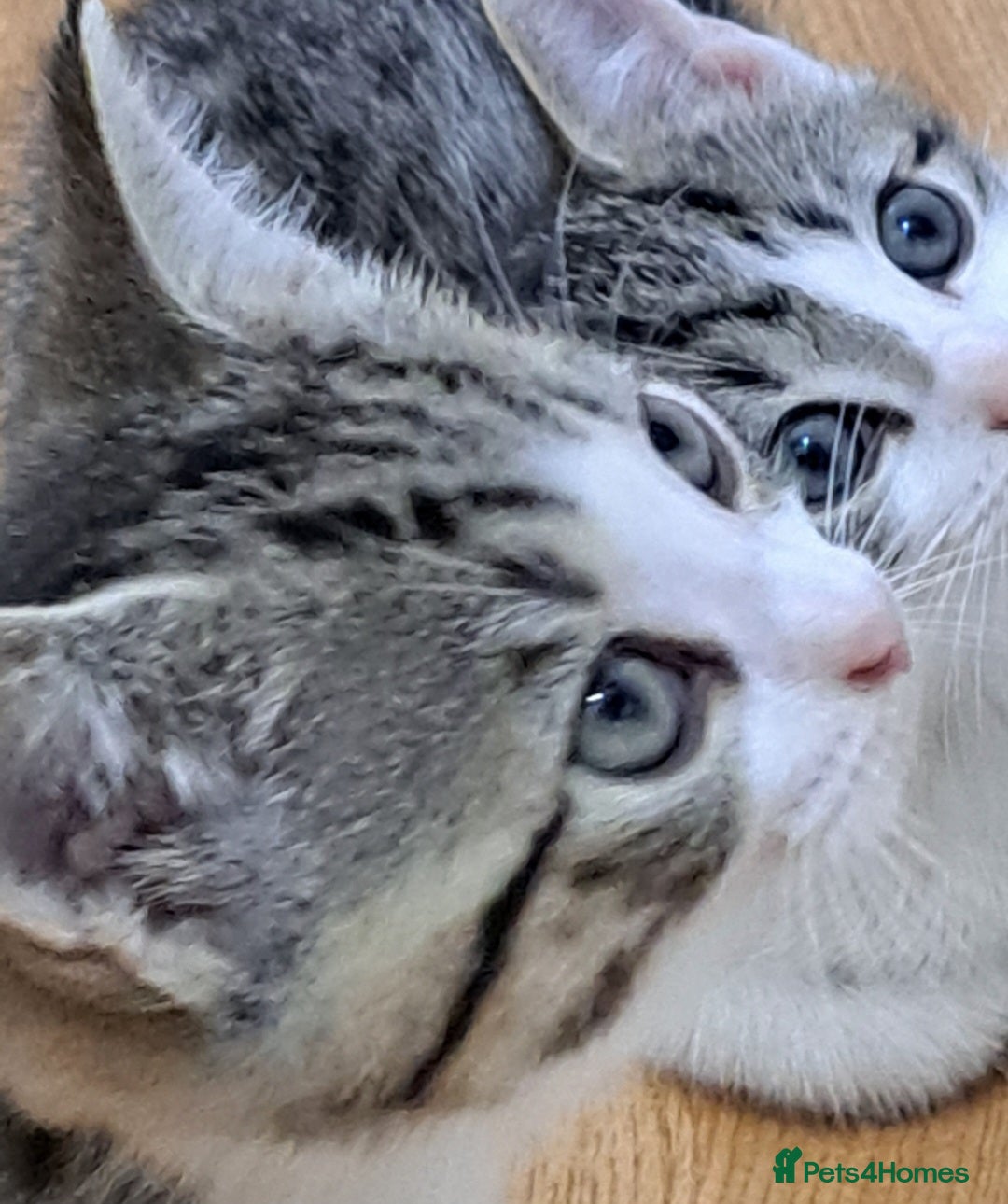 Bengal cats for sale: 3 Beautiful Kittens - Image 5
