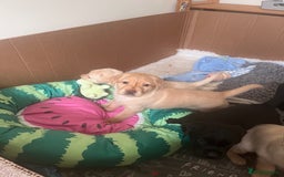 Labrador Retriever dogs for sale: Last Yellow Male available 19th Sept 2025 - Image 9