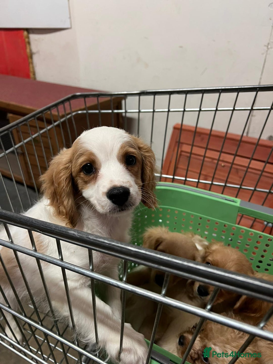 Cavapoo dogs for sale: BEAUTIFUL CAVAPOO PUPPIES - Advert 5
