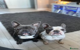 French Bulldog dogs for sale: Two French bulldogs £500 for both  - Image 9