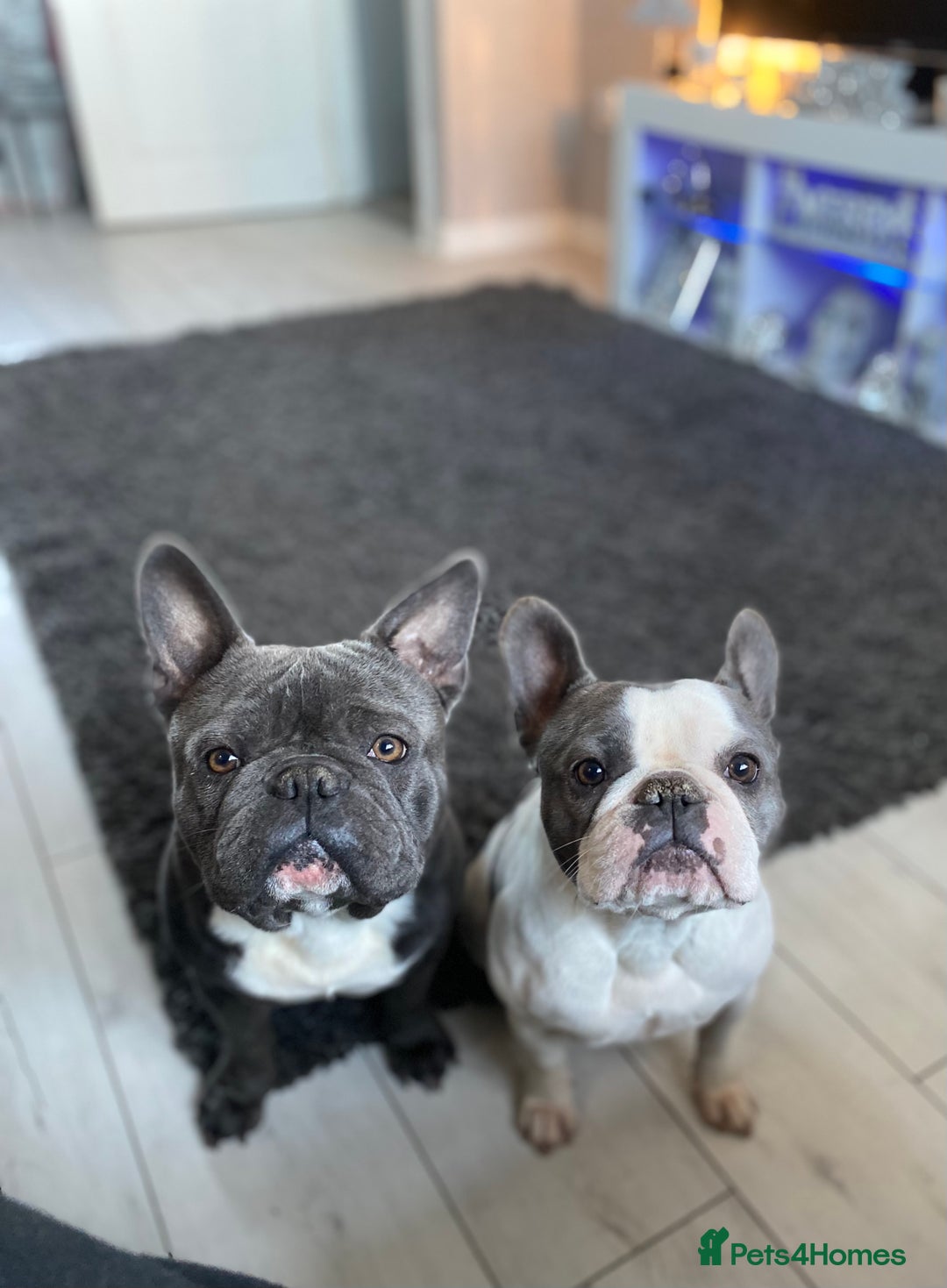 French Bulldog dogs for sale: Two French bulldogs £500 for both  - Image 9