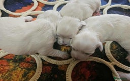 Maltese dogs for sale: 4 puppies bichons maltese - Image 18