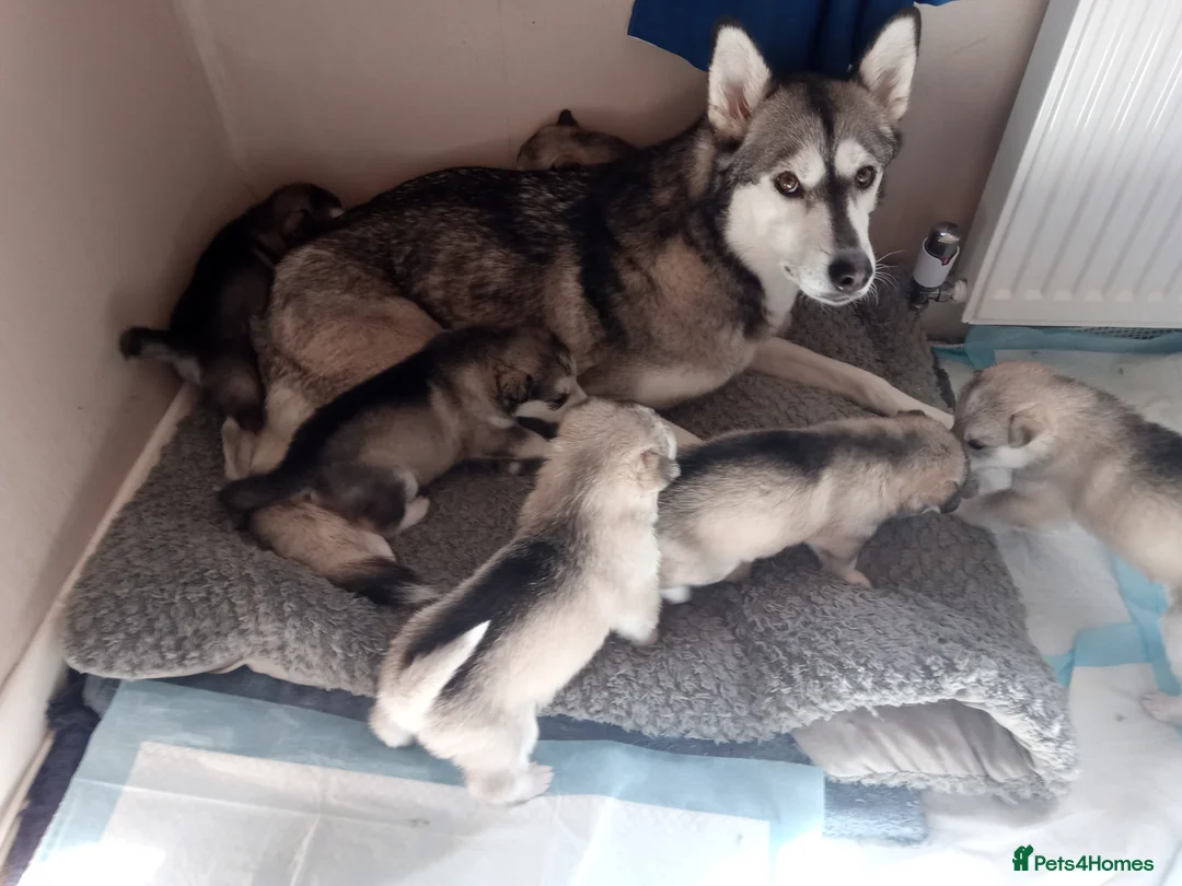Siberian Husky dogs for sale: Siberian Huskie puppies for sale - Advert 1