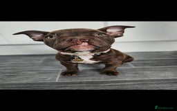 Mixed Breed dogs for sale: Very special extra small Bully type.  - Image 1