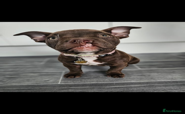 Mixed Breed dogs - Advert 3