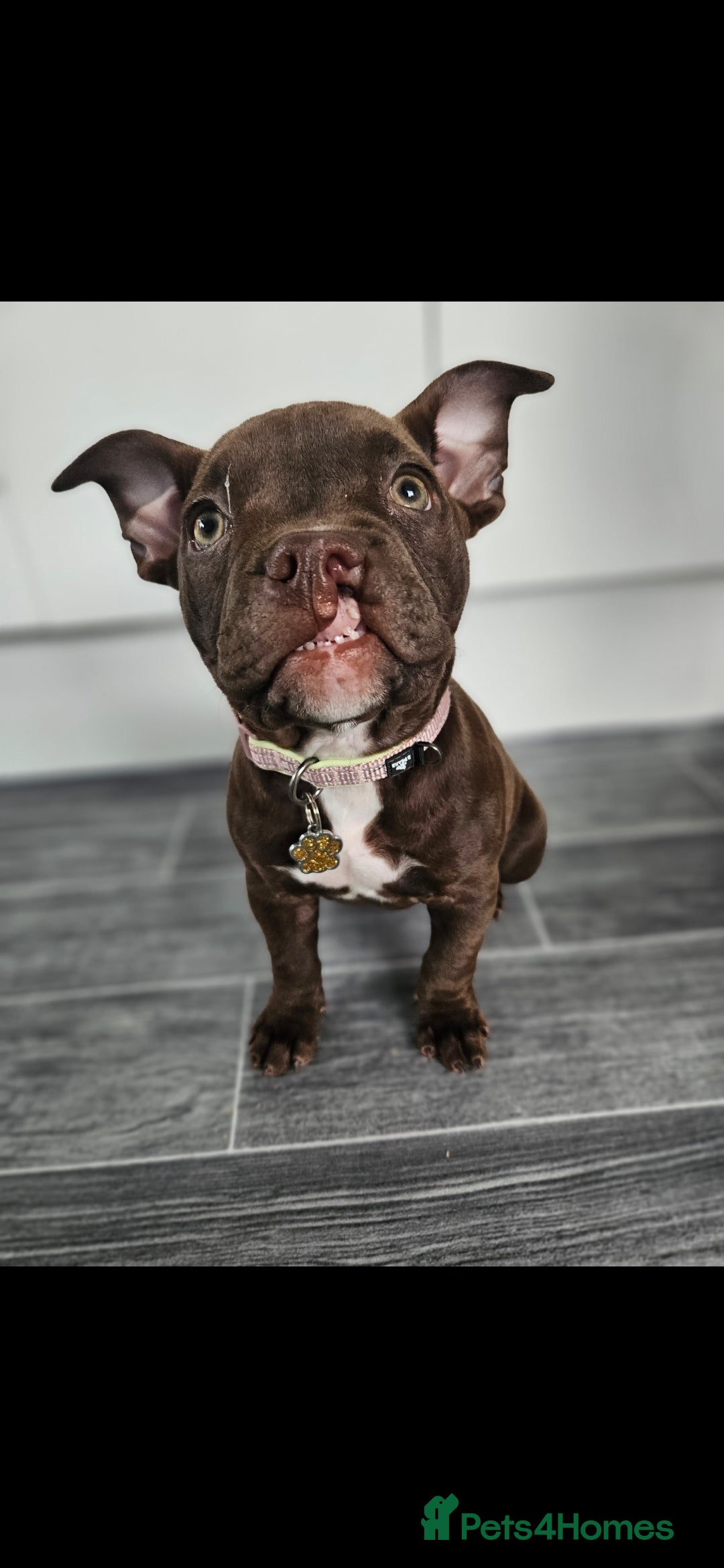 Mixed Breed dogs for sale: Very special extra small Bully type.  - Image 1