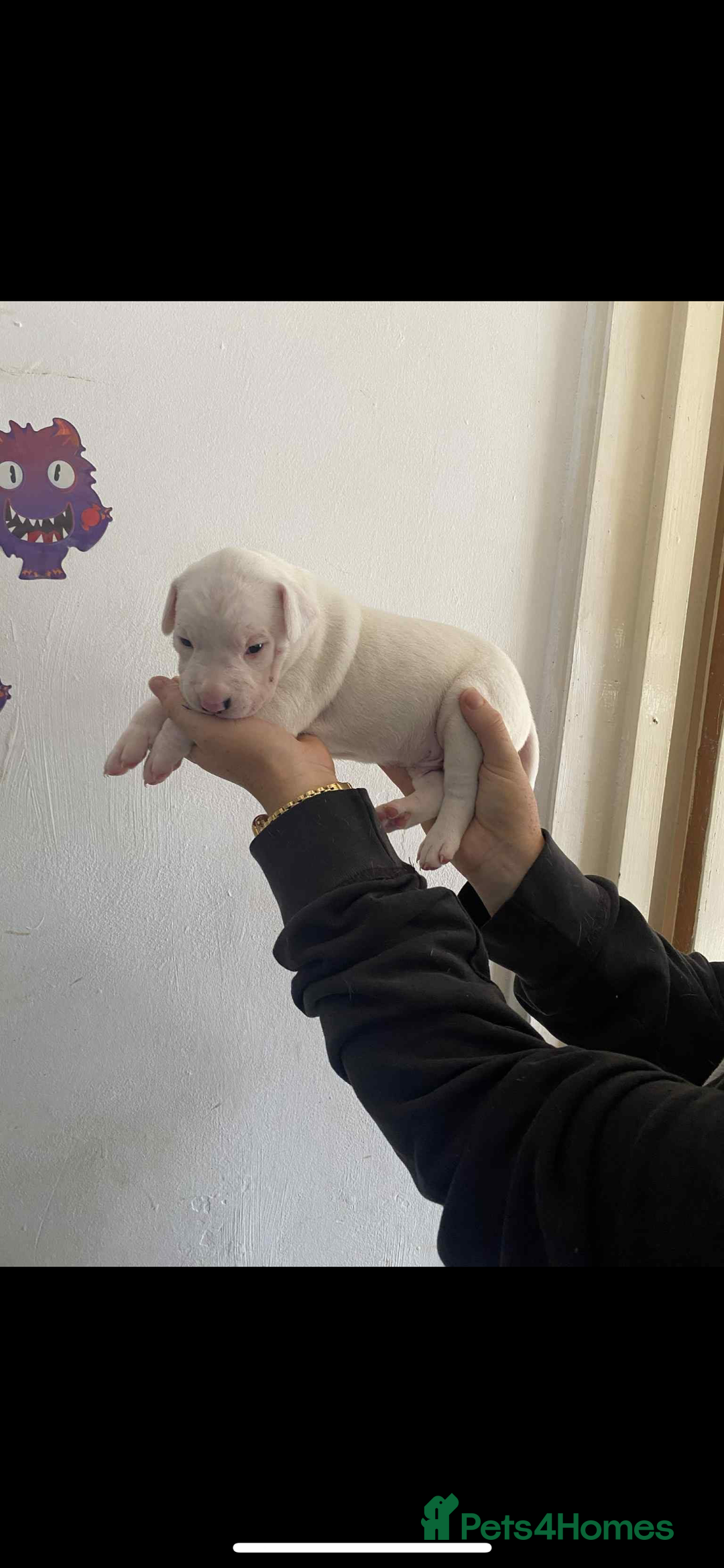 Mixed Breed dogs for sale: Staffyxdalmation st bernard - Image 12