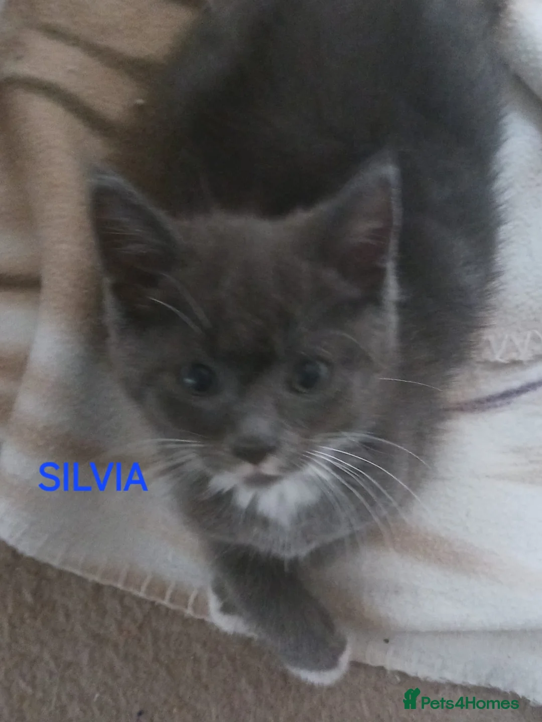 Ragdoll cats for sale: CUTE RARE BLUE COLOUR RAGDOLL KITTENS  - Advert 3