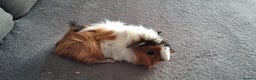 Guinea Pig rodents for sale: Baby boy guinea pigs ready to leave now  - Advert 9