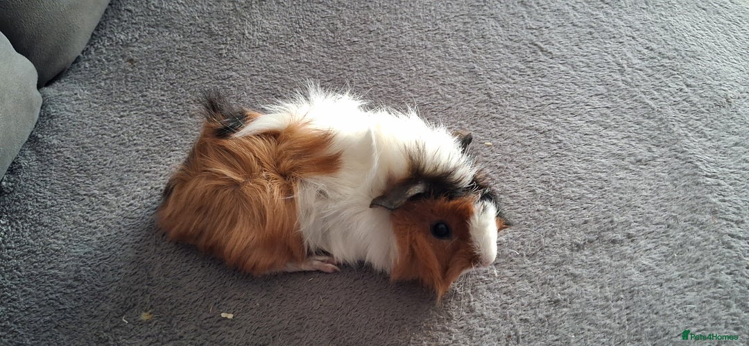 Guinea Pig rodents for sale: Baby boy guinea pigs ready to leave now  - Advert 9