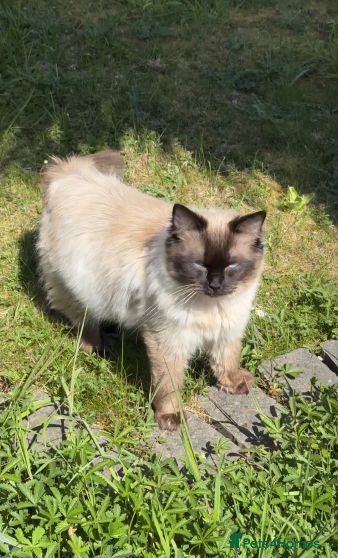 Ragdoll cats for sale: 100% PURE RAGDOLL! GCCF CERTIFIED - Advert 2