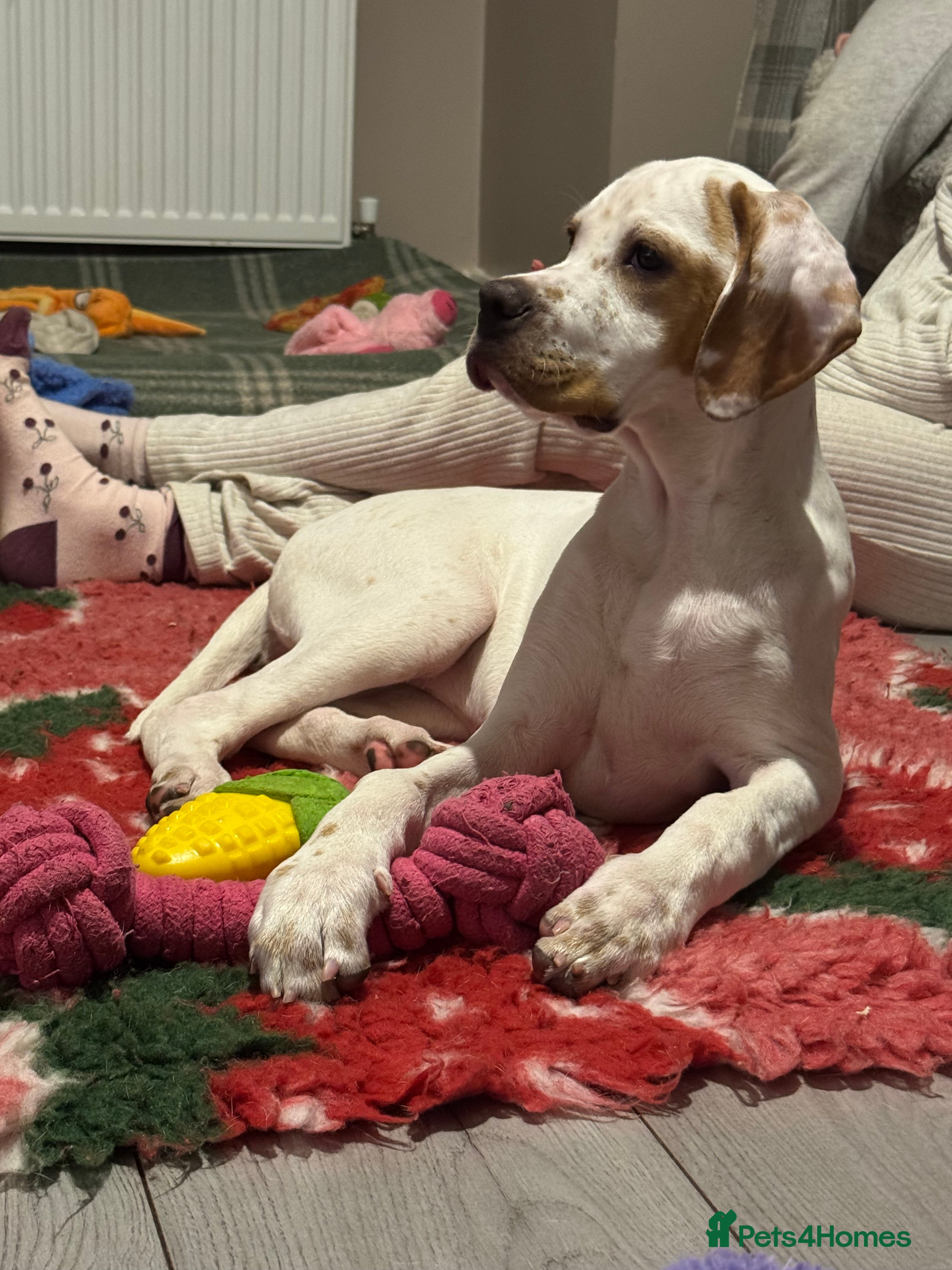 Pointer dogs Unexpectedly available gorgeous o/w girl  - Advert 12