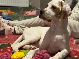 Pointer dogs Unexpectedly available gorgeous o/w girl - Advert 12