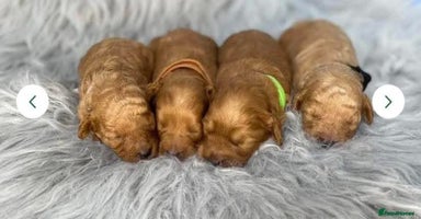 Toy Poodle dogs - Advert 3