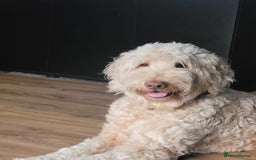 Labradoodle dogs for sale: Large standard labradoodles - Image 10
