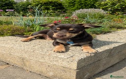 Mixed Breed dogs for sale: Puppy looking for forever home - Image 1