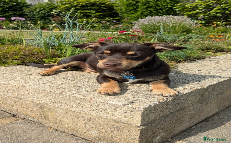 Mixed Breed dogs - Advert 1