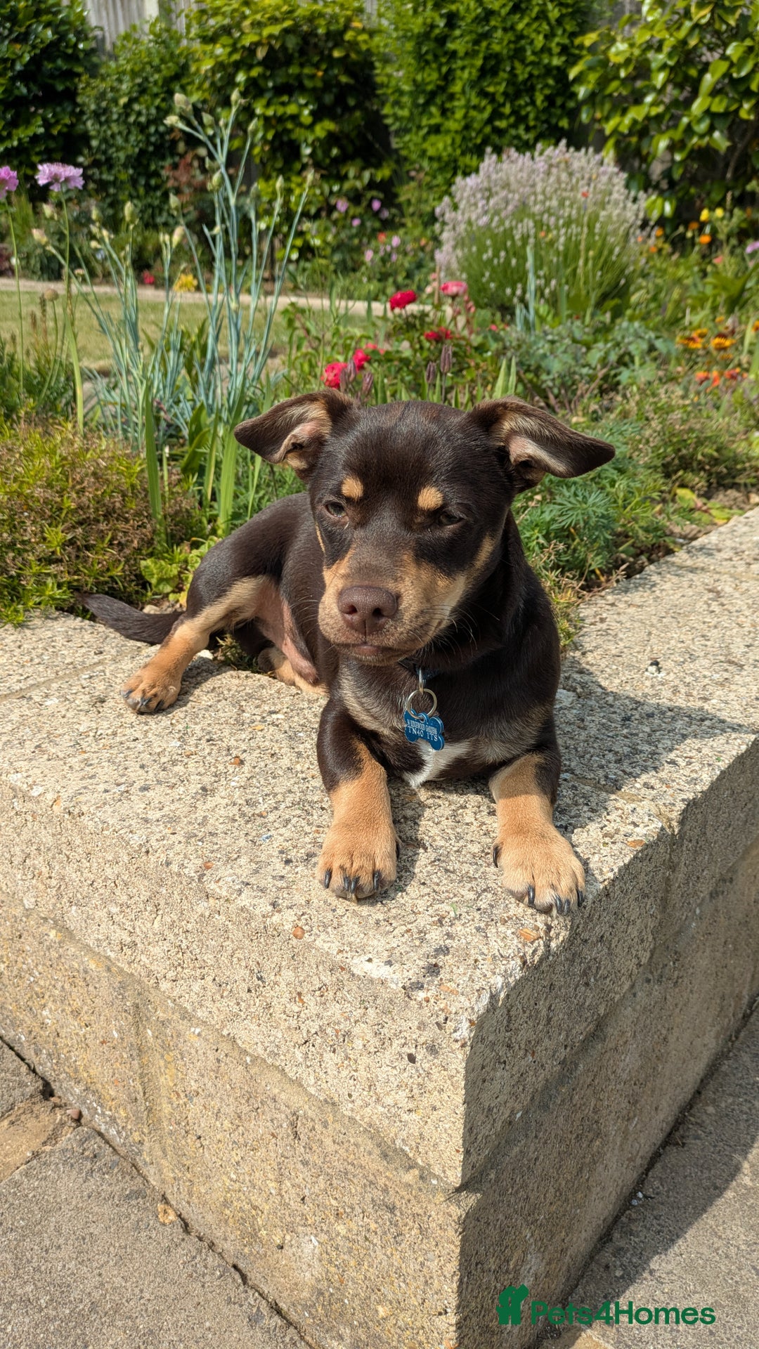 Mixed Breed dogs for sale: Puppy looking for forever home - Image 1