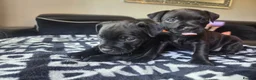 Patterdale Terrier dogs for sale: 2 x Female Patterdale Terrier Pups - Advert 3