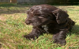 Cockapoo dogs for sale: Beautiful cockapoo puppies for sale - Image 9