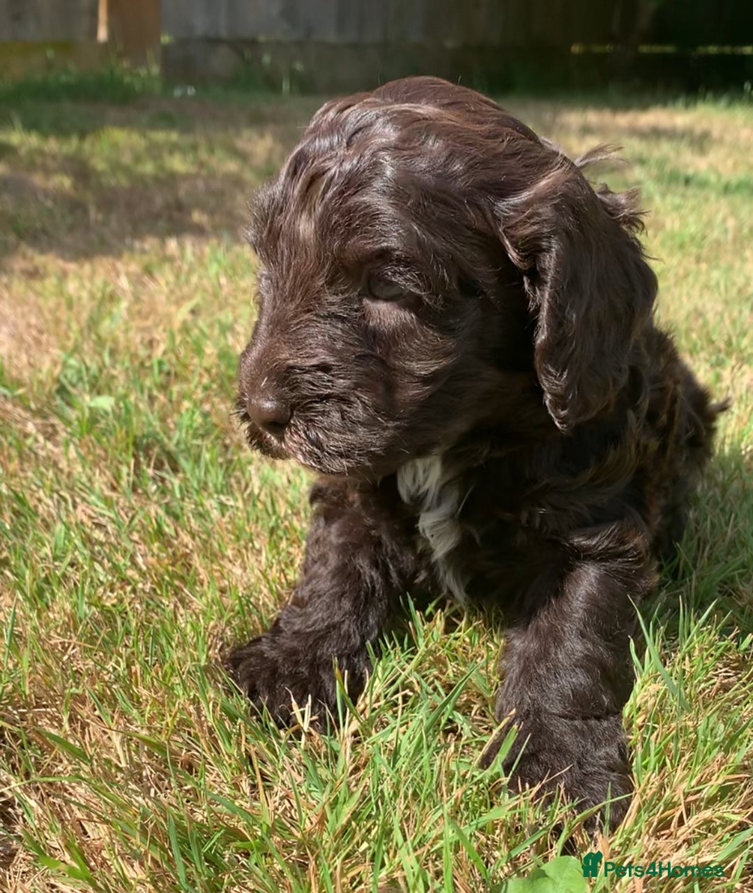 Cockapoo dogs for sale: Beautiful cockapoo puppies for sale - Image 9