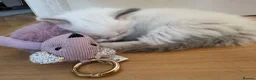 Ragdoll cats for sale: GCCF Registered Ragdoll Kittens - Advert 18