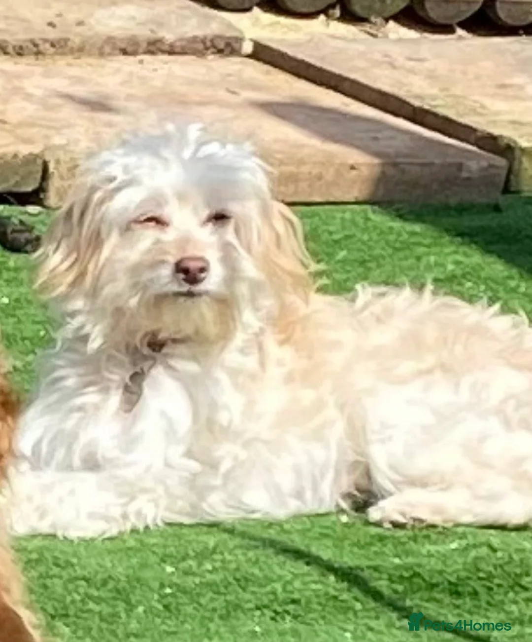 Cockapoo dogs for sale: Miniature cockapoos for sale  - Advert 1