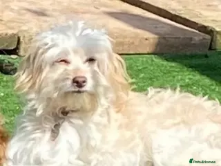 Cockapoo dogs Miniature cockapoos for sale - Advert 1