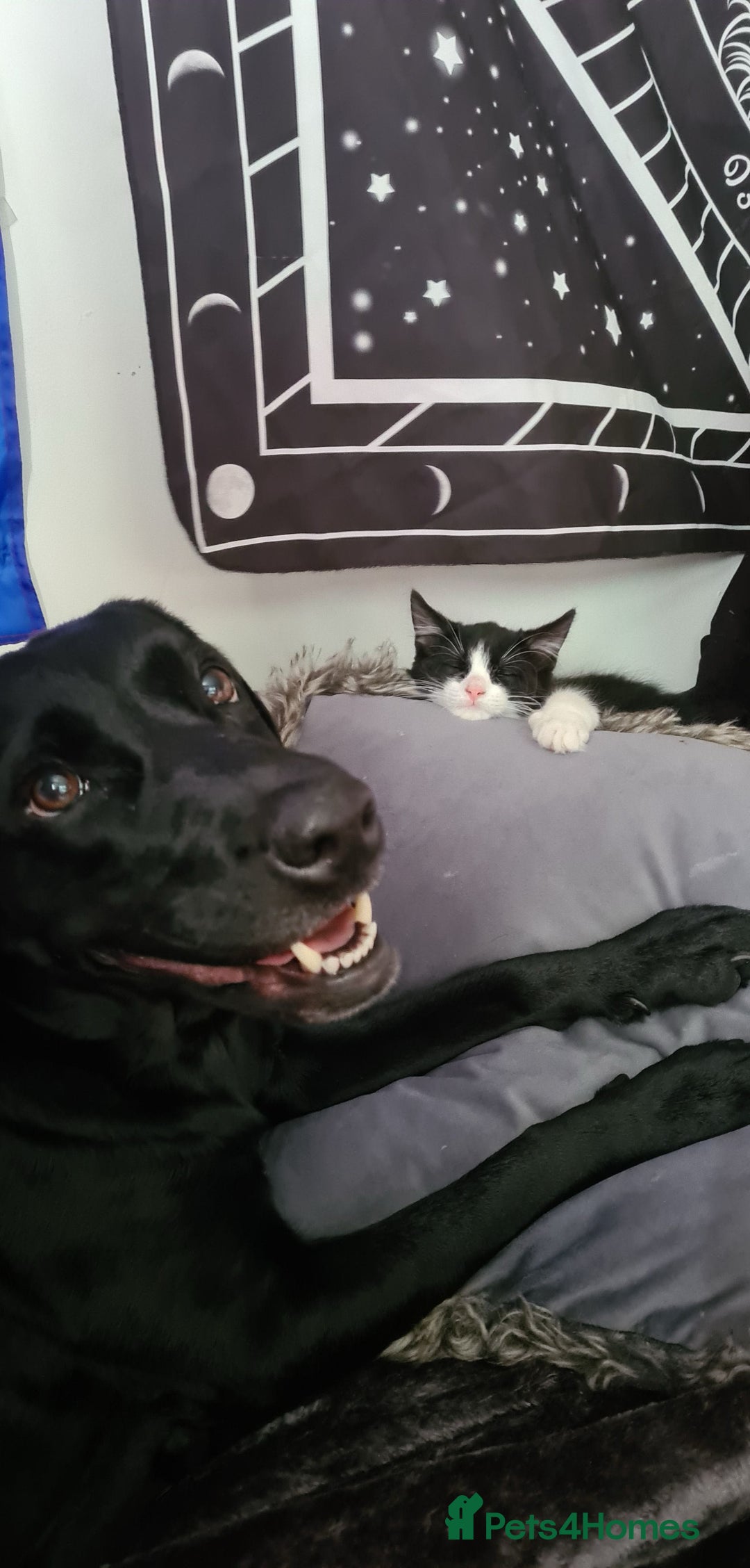Labrador Retriever dogs for sale: 6 year old Labrador - Delilah - Image 3