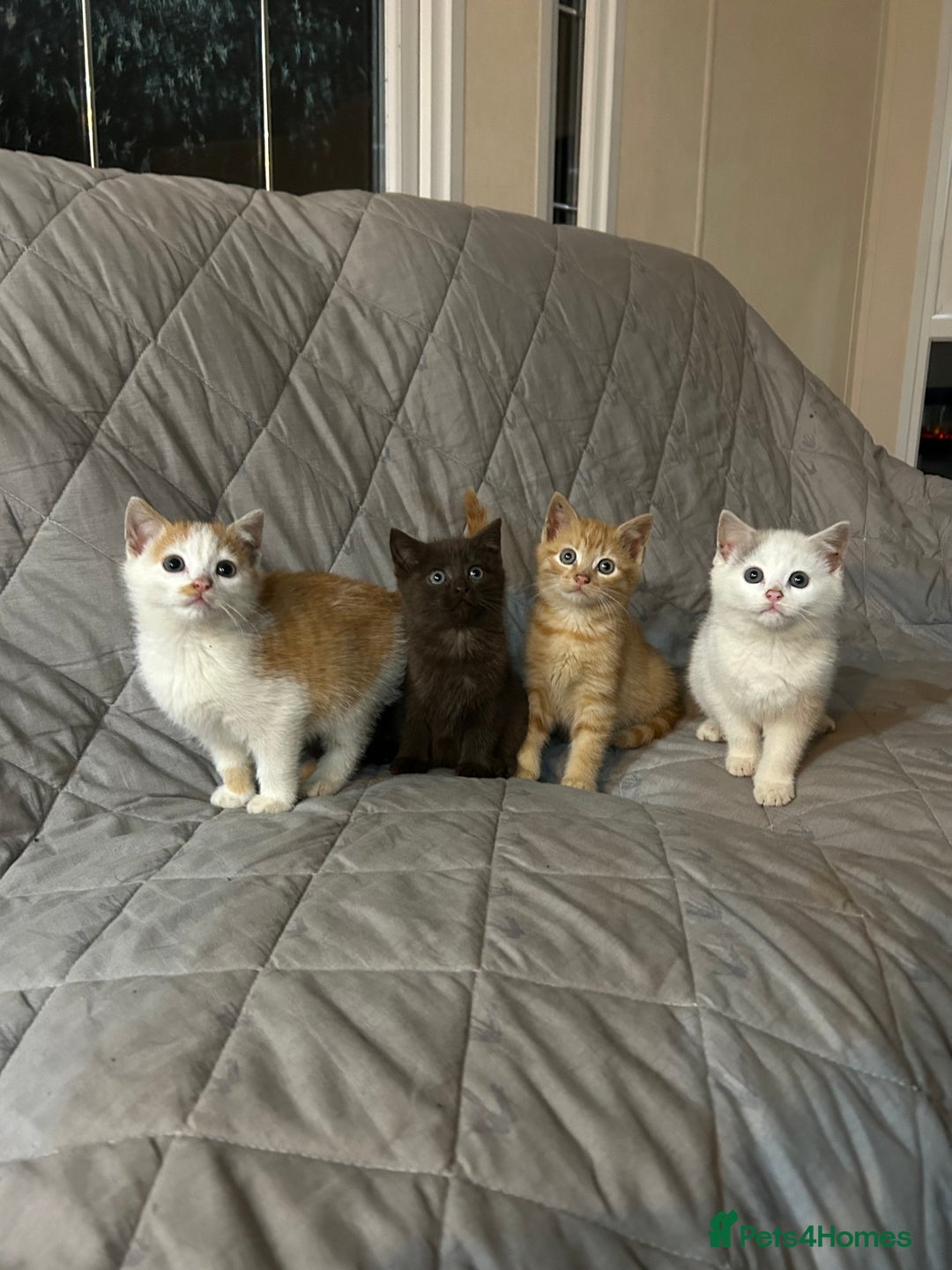 Mixed Breed cats for sale: Beautiful coloured kittens  - Advert 2