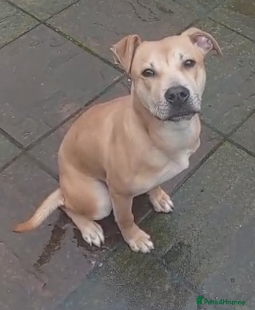 Staffordshire Bull Terrier dogs Rambo My handsome Staffordshire bul terrier 4 sale in Birmingham - Advert 18