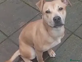 Staffordshire Bull Terrier dogs Rambo My handsome Staffordshire bul terrier 4 sale in Birmingham - Advert 18