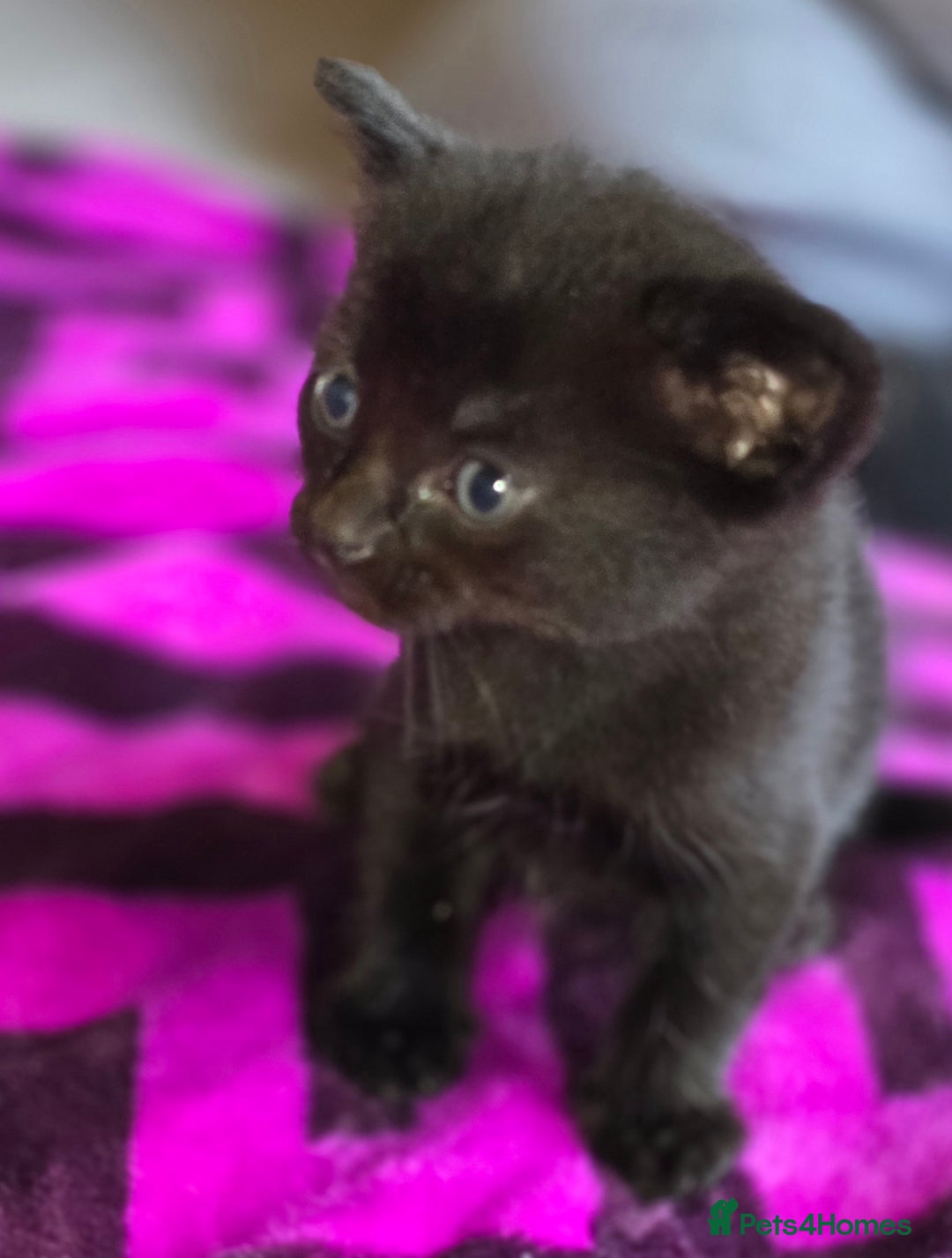 Domestic Shorthair cats for sale: 2 Black and White Males and 1 Black Female - Advert 8