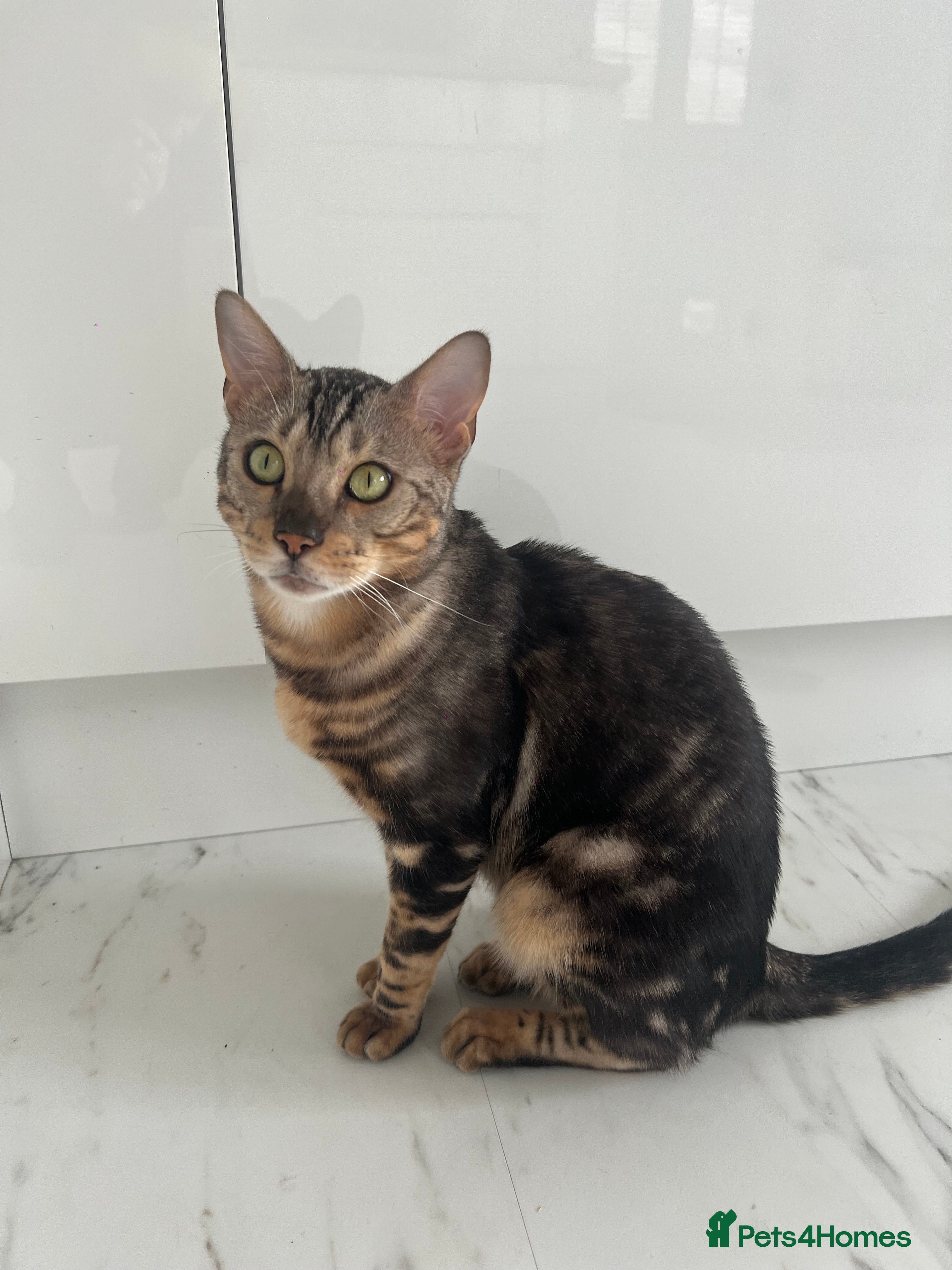 Bengal cats beautiful marble bengal - Advert 3