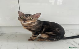 Bengal cats for sale: beautiful marble bengal - Advert 1