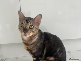 Bengal cats beautiful marble bengal - Advert 3