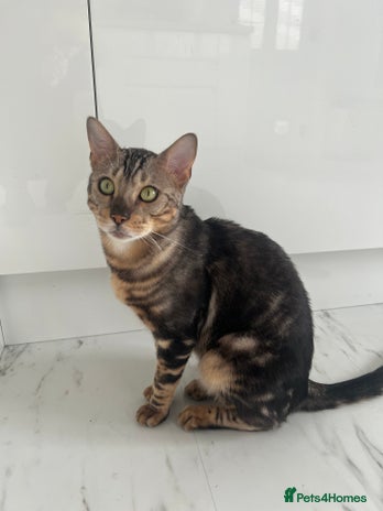 Bengal cats beautiful marble bengal - Advert 1