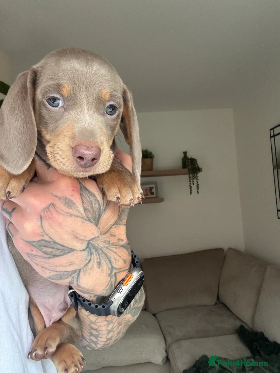 Miniature Dachshund dogs for sale: Beautiful Isabella and Tan Miniature Dachshunds  - Advert 18