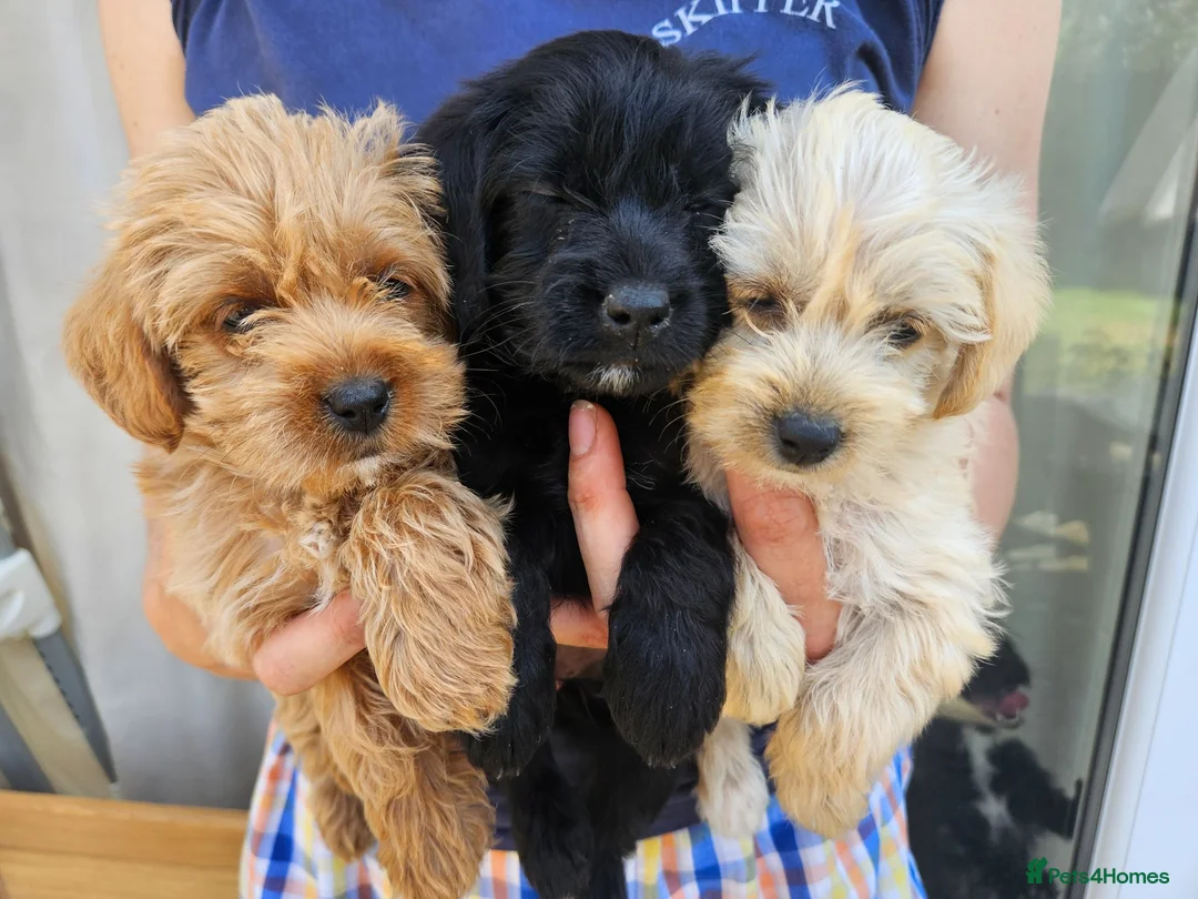 Jackapoo dogs for sale: Little Girl Jackapoos - Advert 1