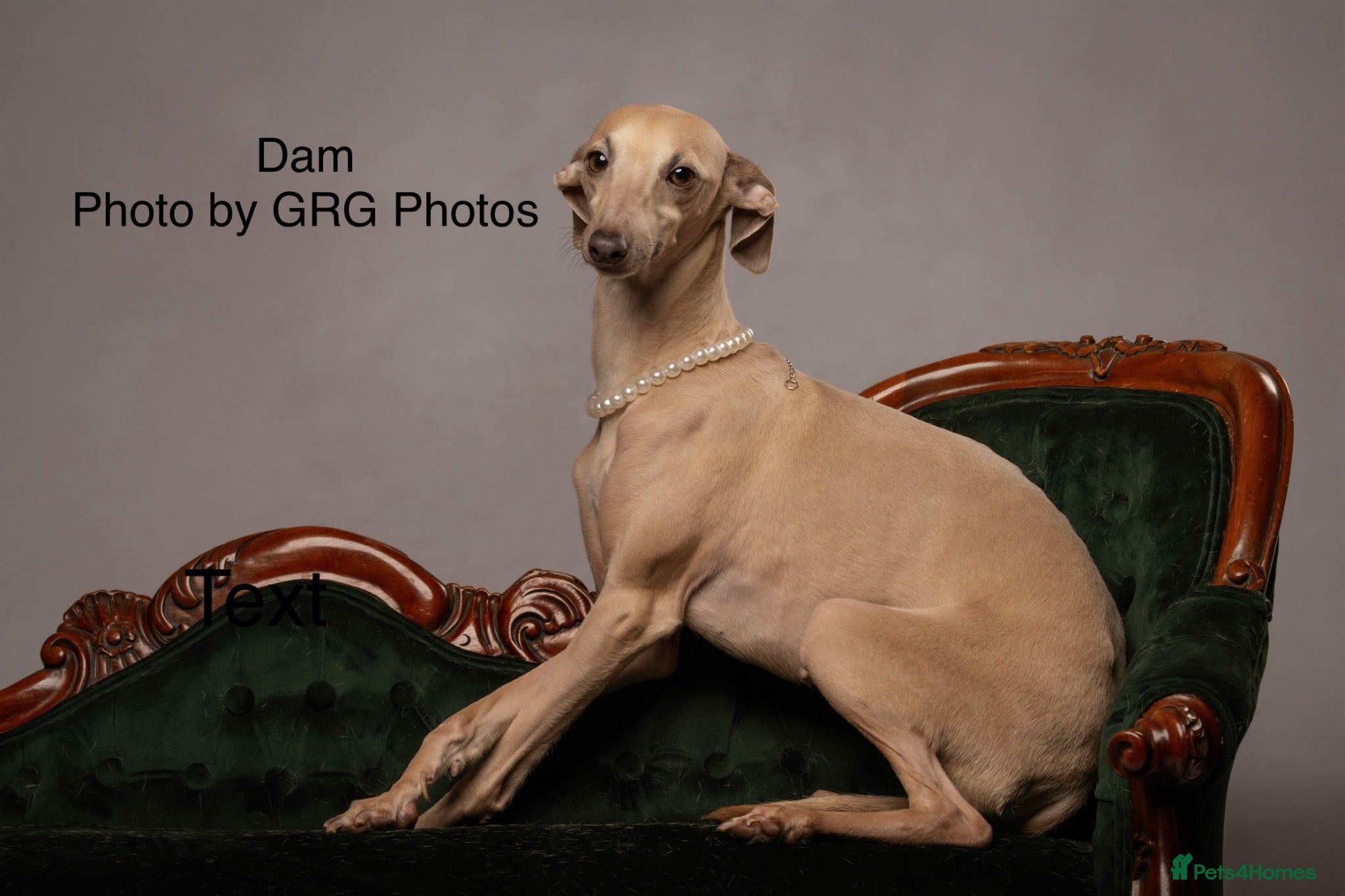 Italian Greyhound dogs Health tested KC reg Italian Greyhound Puppies  - Advert 15