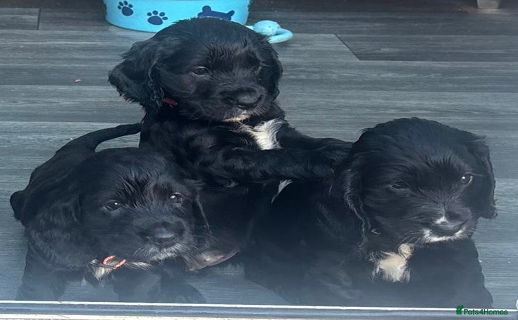 Cocker Spaniel dogs - Advert 2