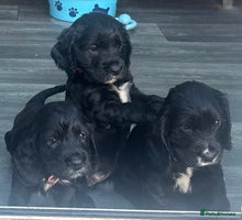 Cocker Spaniel dogs - Advert 11